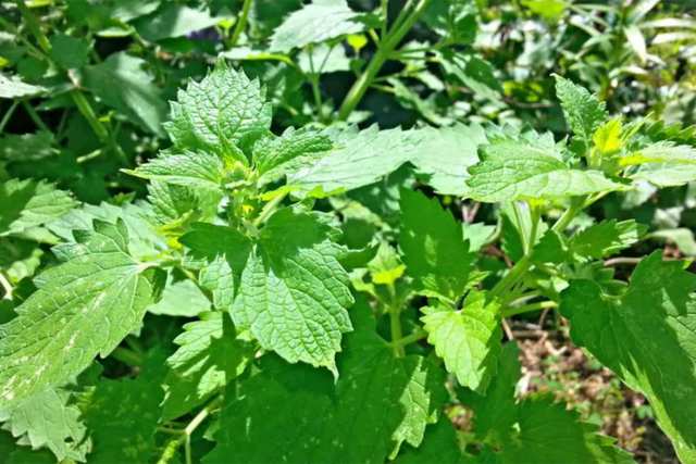 Mosquito Repellent Plants - Mosquito repellent plants that you can easily grow in your balcony or garden area. It’s about your health.