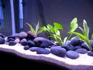 Freshwater Aquarium - Facts About Creating And Maintaining A Freshwater Aquarium