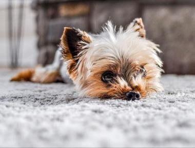 Why Is Your Dog Eating Carpet and How to Prevent It: A Comprehensive Guide