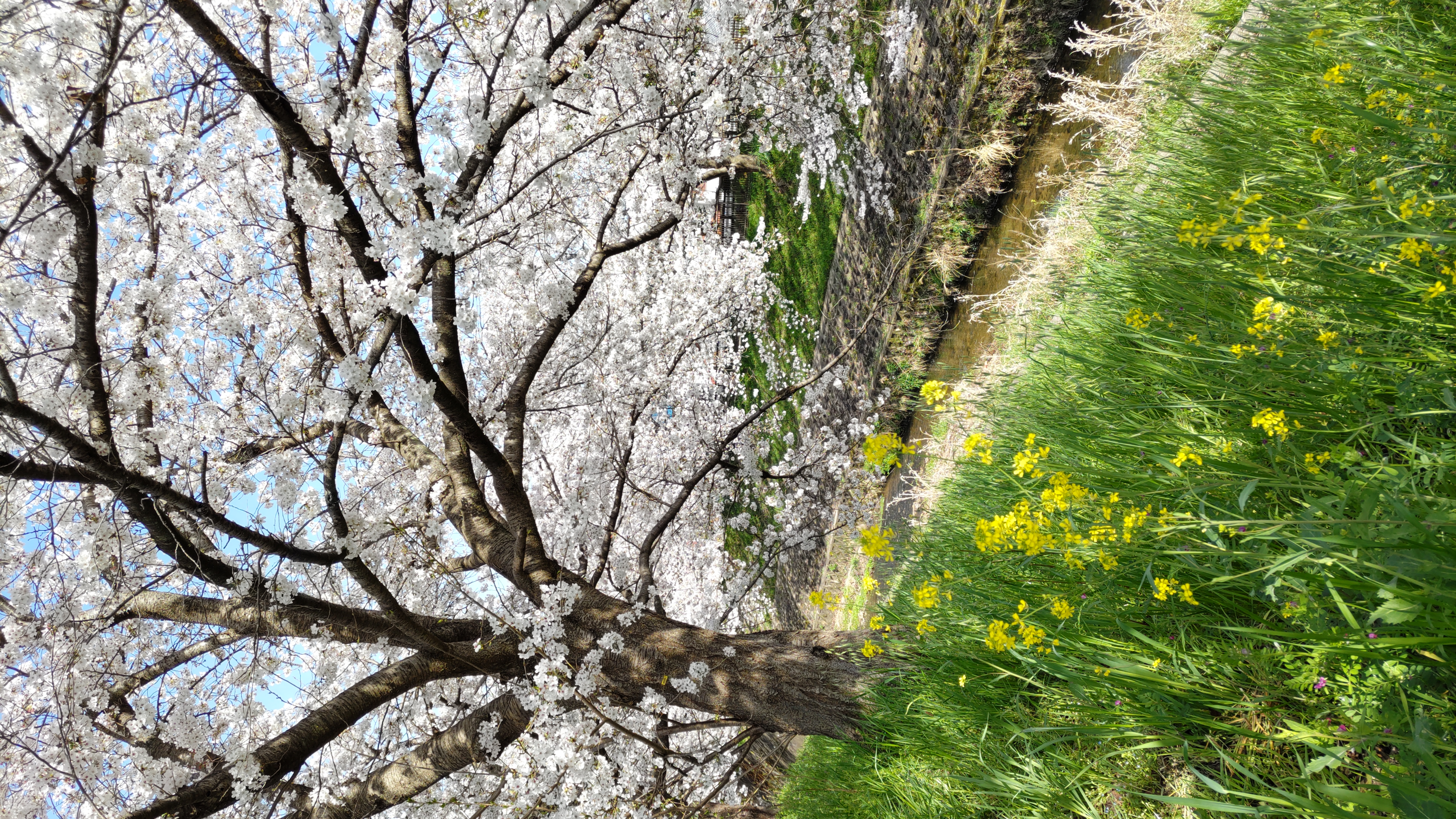 入学、進級おめでとうございます！