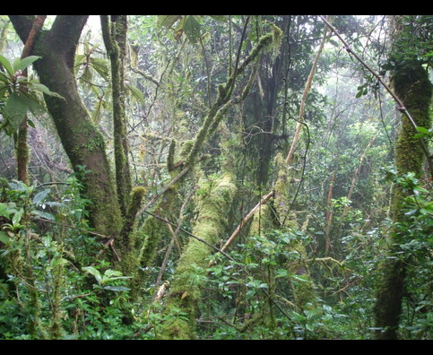 Elsv Rainforest 6