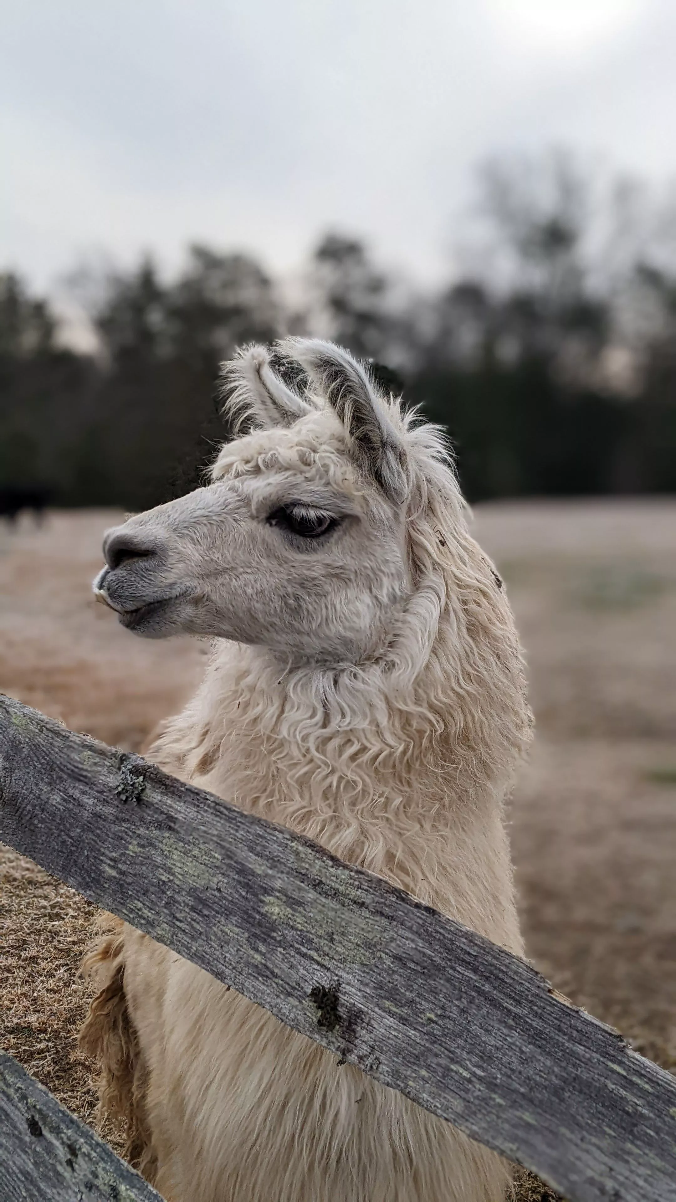 A portrait image of a llama named Max