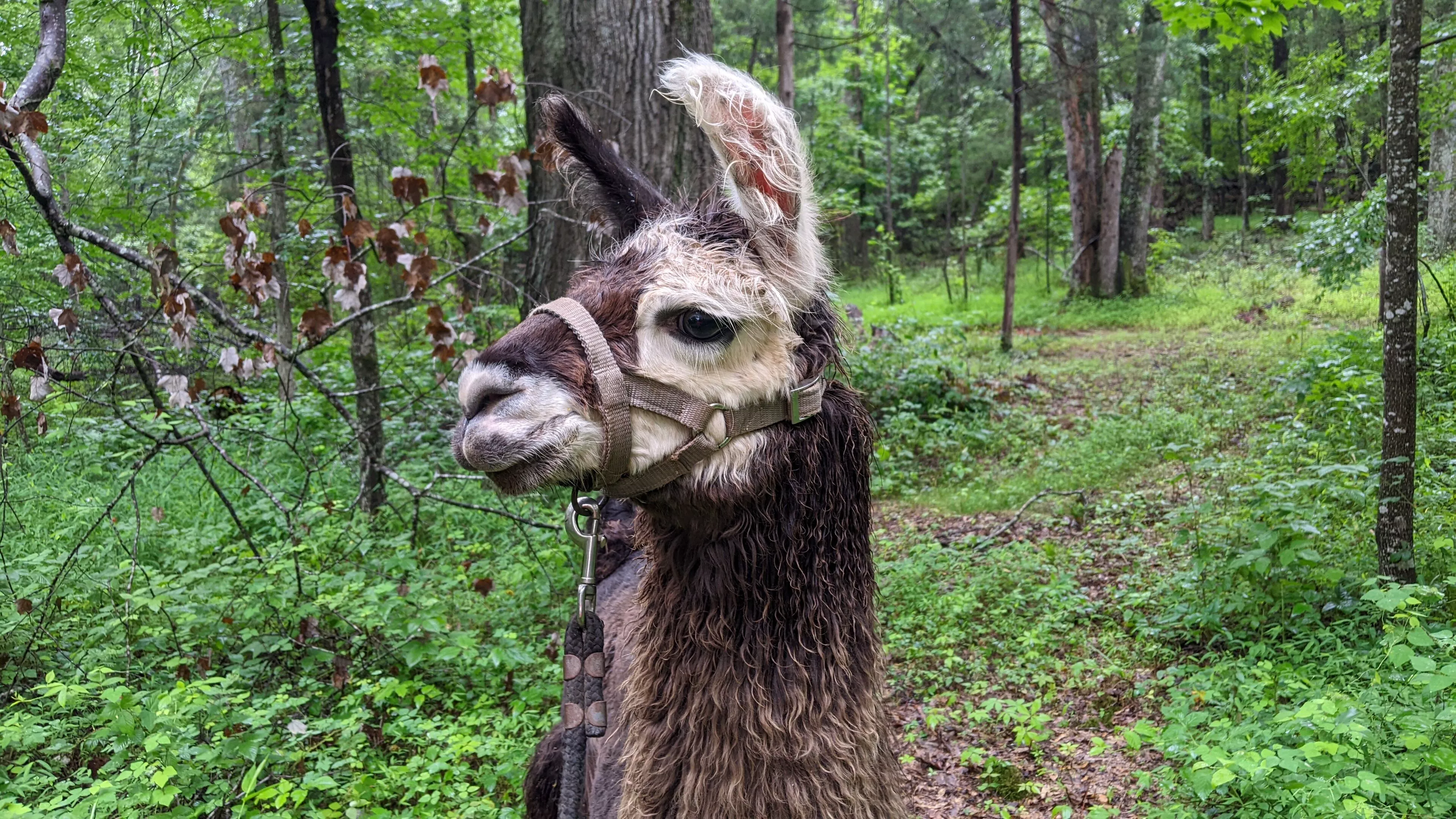 An image of a llama named Kabooki in a forest
