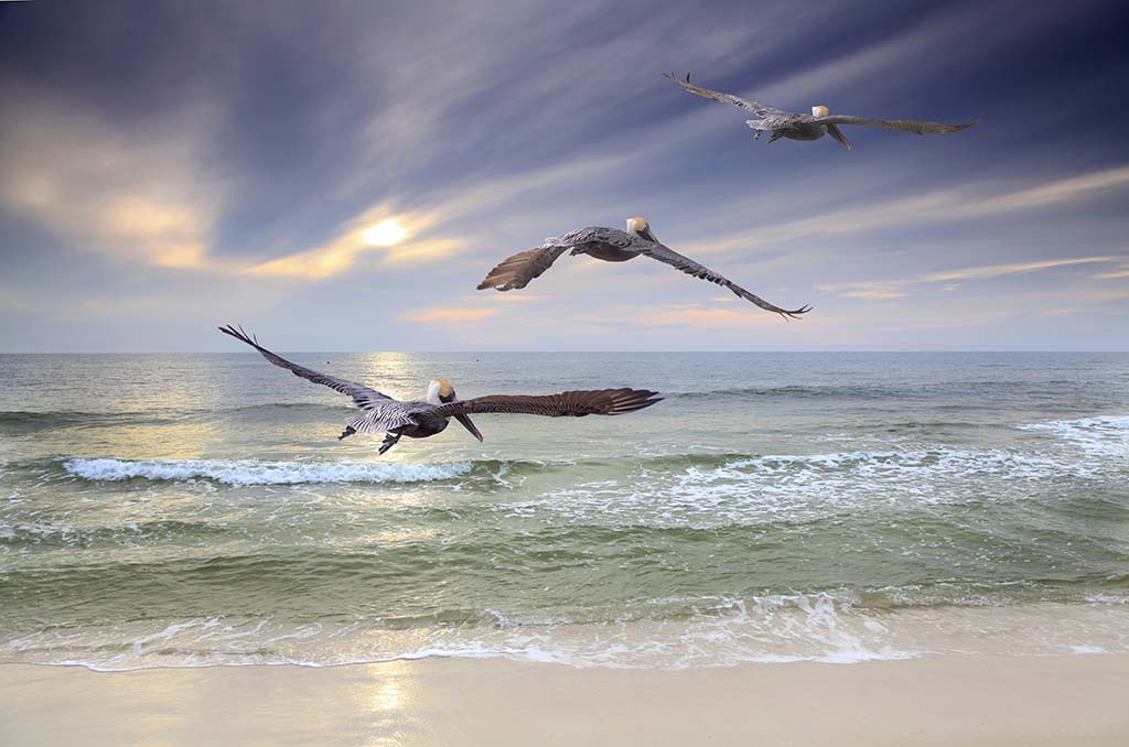 Three Brown Pelicans fly out to sea