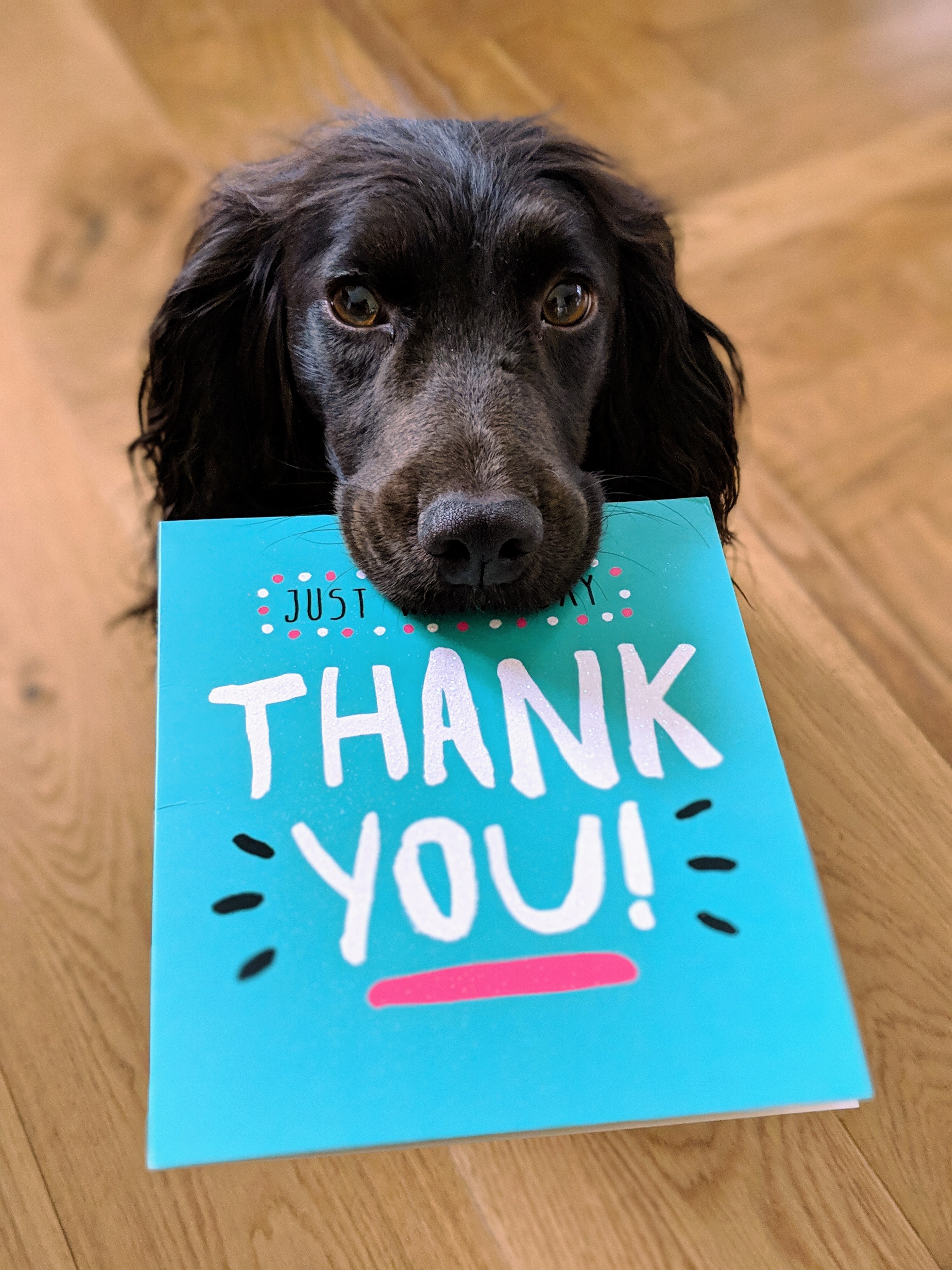 black dog holding card that says thank you