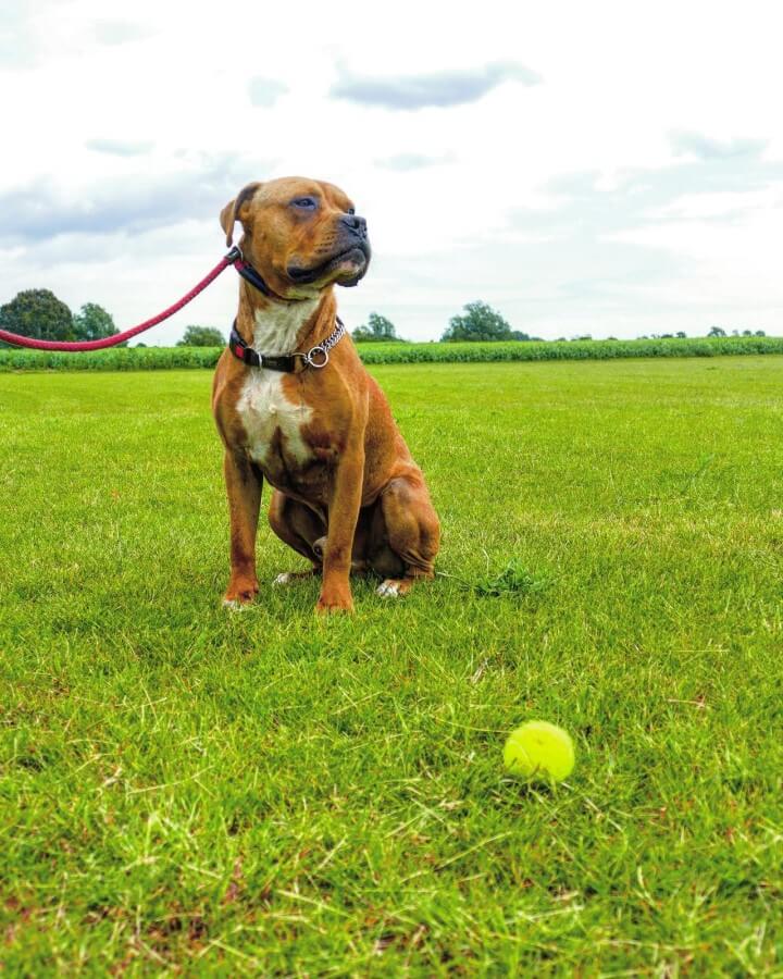 Dog sitting calmly on lead