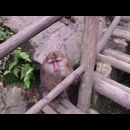 China Monkeys 13