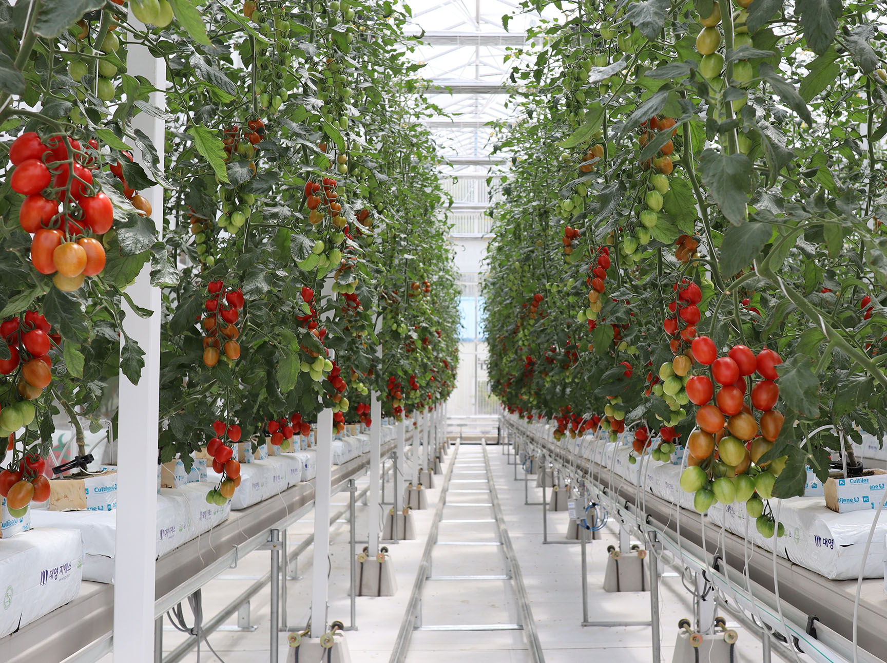 Fully grown tomato plants in a smart farm greenhouse