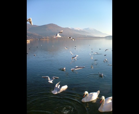 Ohrid Swans 2
