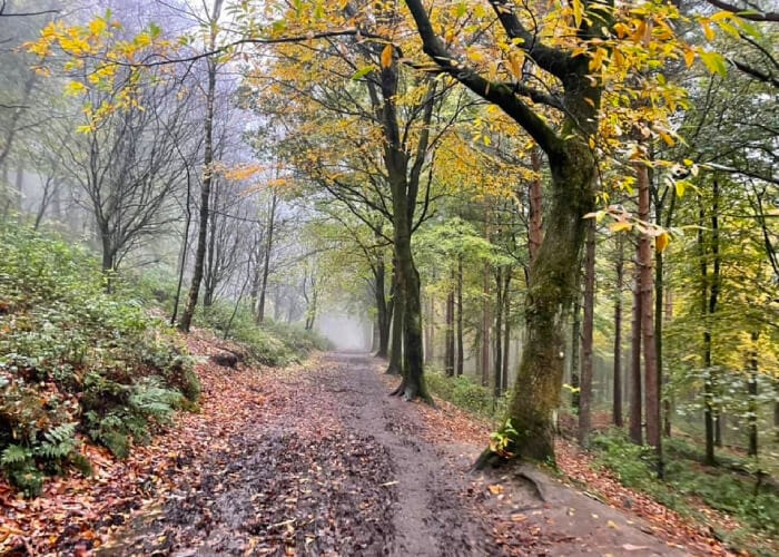 A muddy misty trail in Chevin Forest, brilliant running trail.