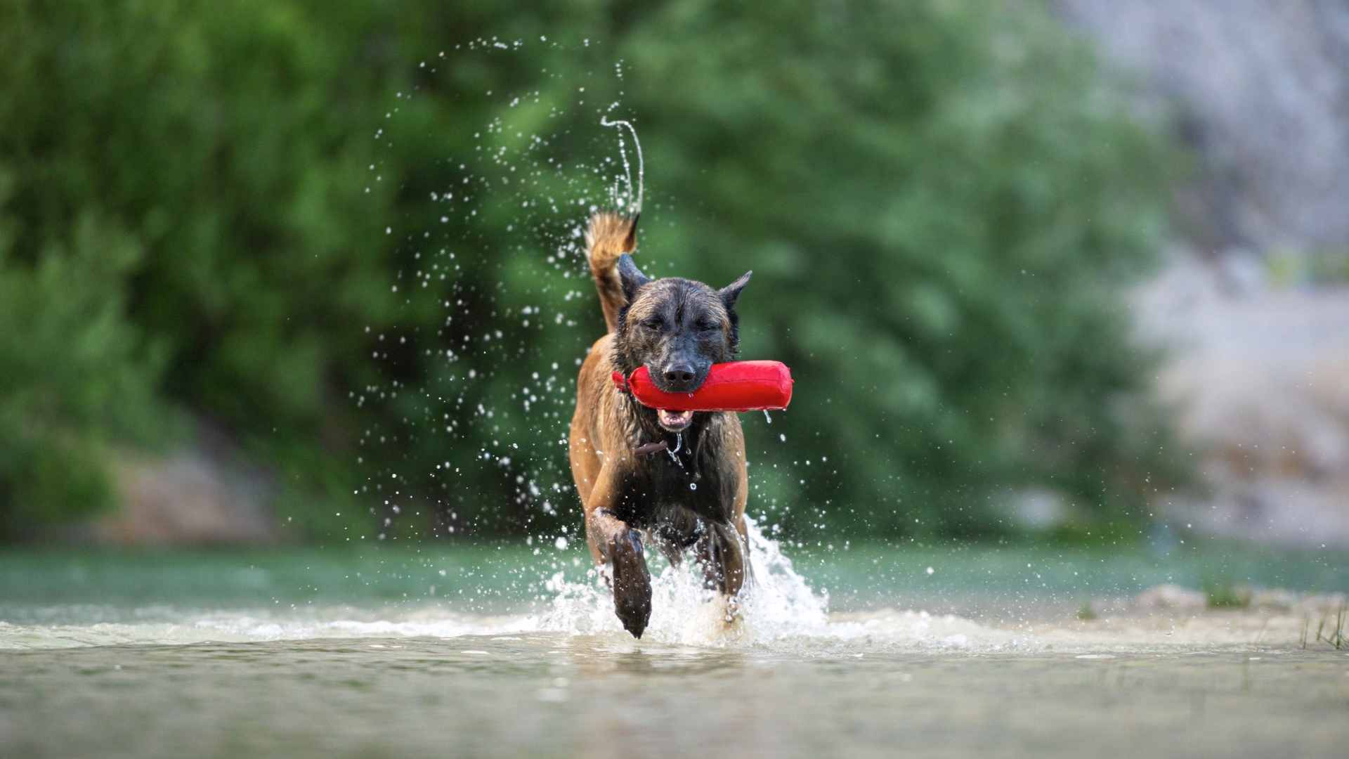 Dog Toys: How To Pick The Best And Safest