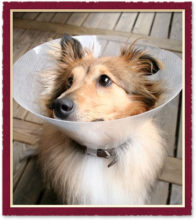 austin Pet surgery