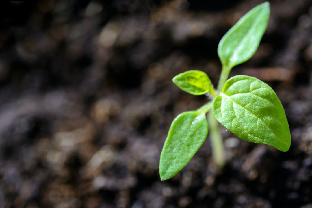 A young seedling