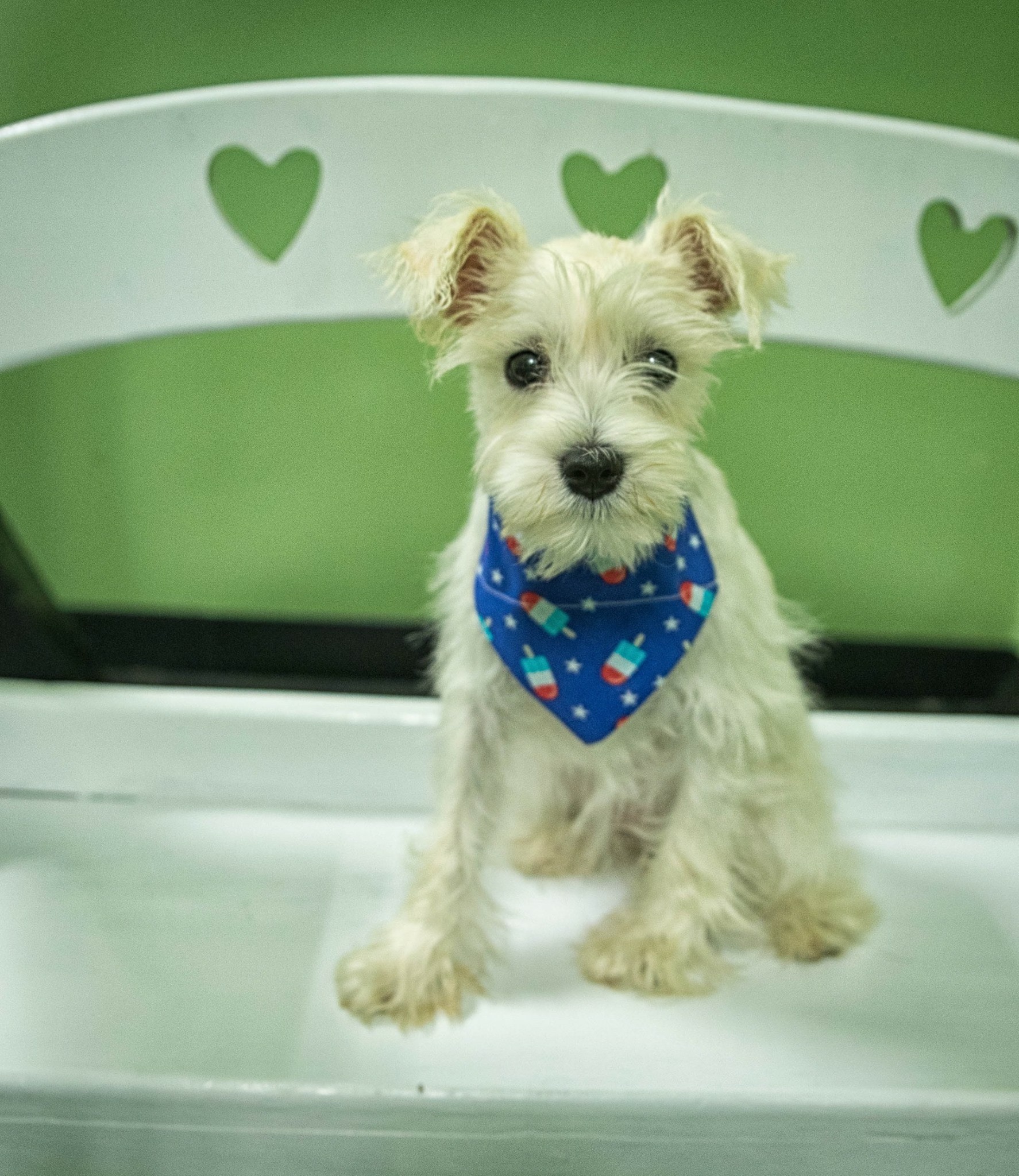 Mini Groom