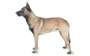 Belgian Malinois Dog Breed