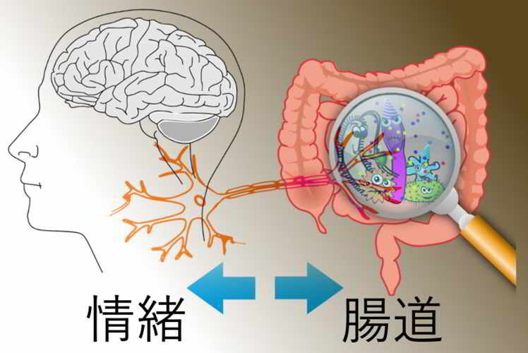 封面圖片(腸內細菌及腸神經系統影響情緒及腦健康 ─ 補充益生菌利保身心健康)