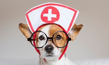 А dog with an ambulance hat
