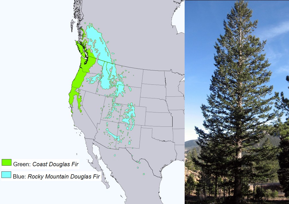 The Douglas Fir