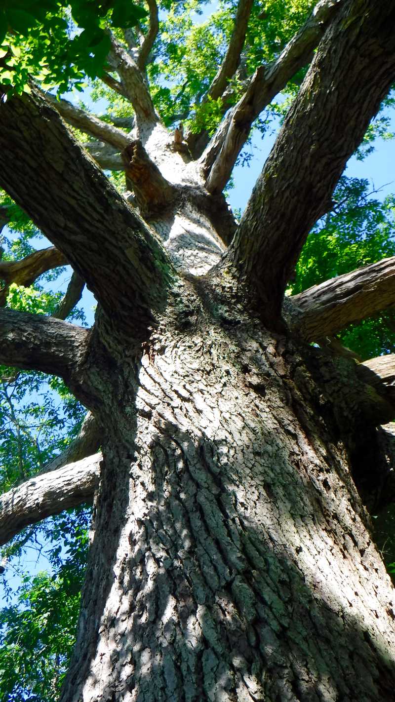 Keffer Oak