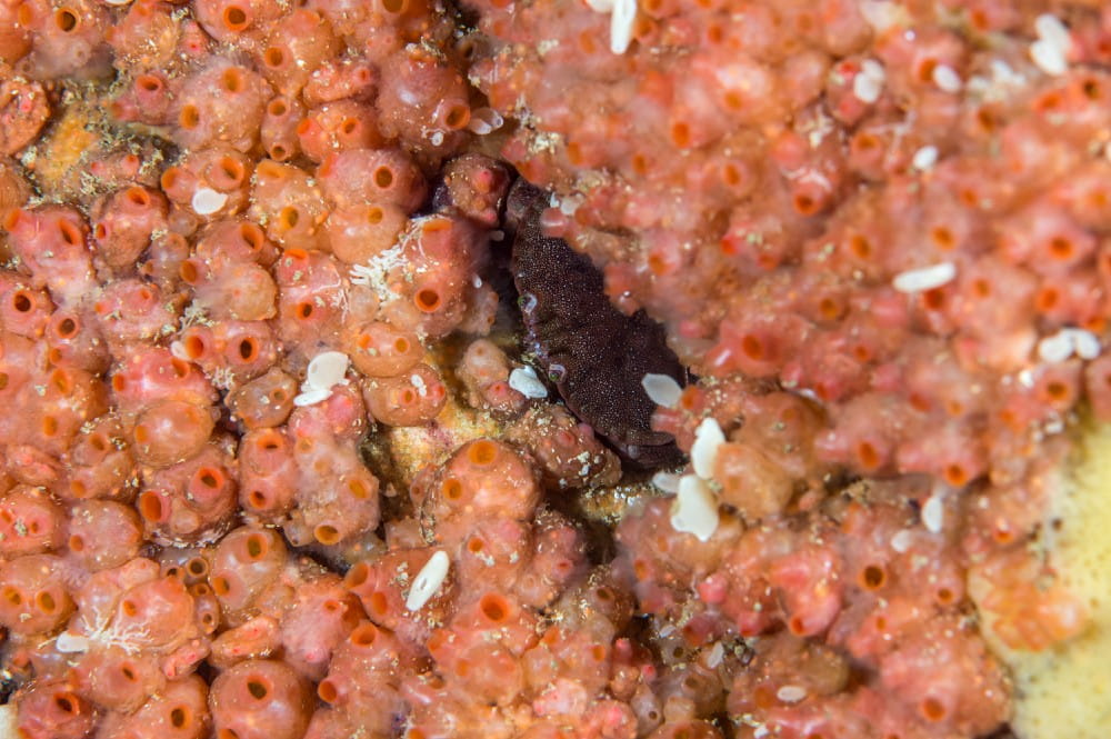 A closeup of baked bean ascidians on rock <em>(Dendrodoa grossularia)</em>