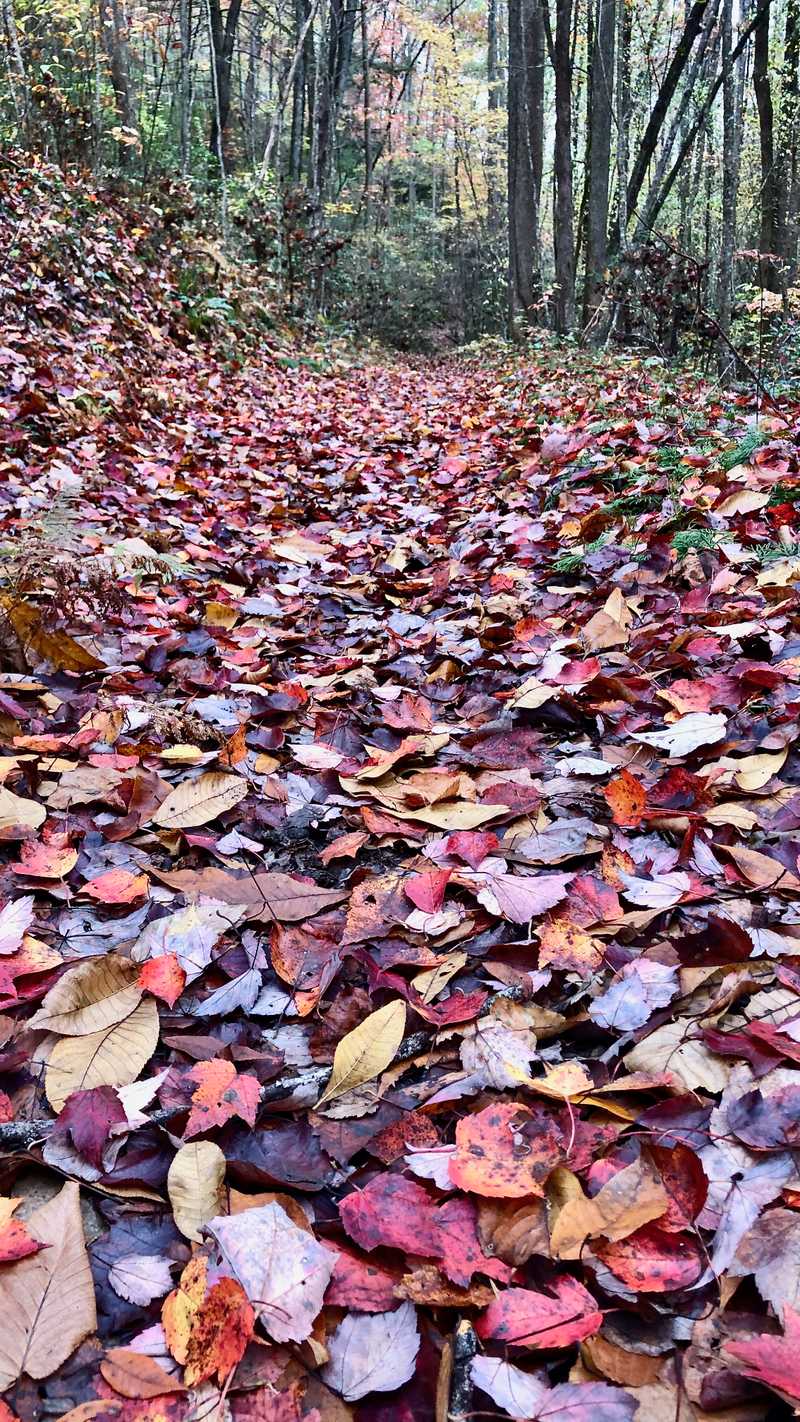 Leaves scattered on a trail