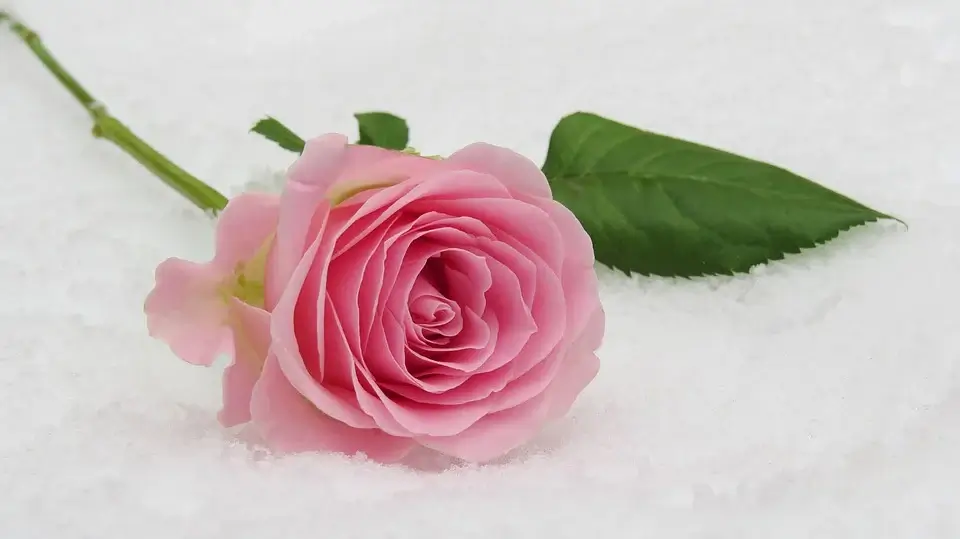 Love You Pink Rose