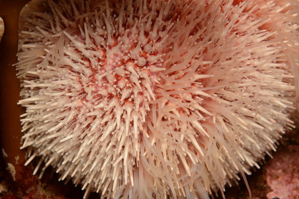 A closeup of an edible sea urchin <em>(Echinus esculentus)</em>, showing its tube feet