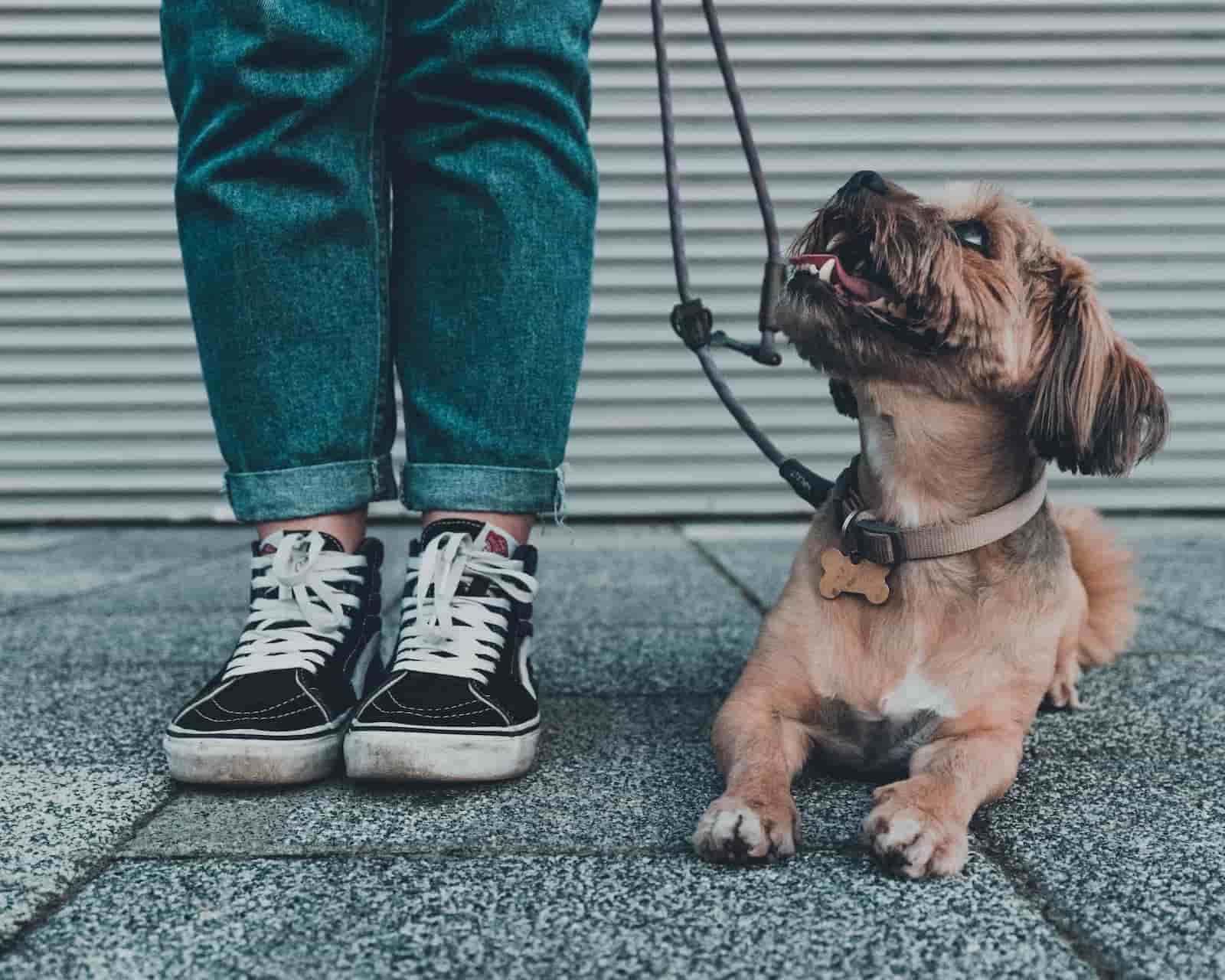 A small brown dog, laying at a woman's feet and looking up at her