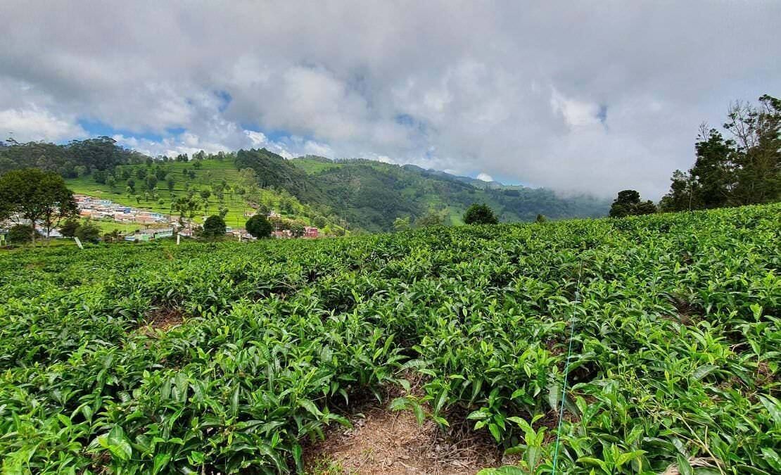 Sunset View | Prime Residential Plots for Sale in Coonoor