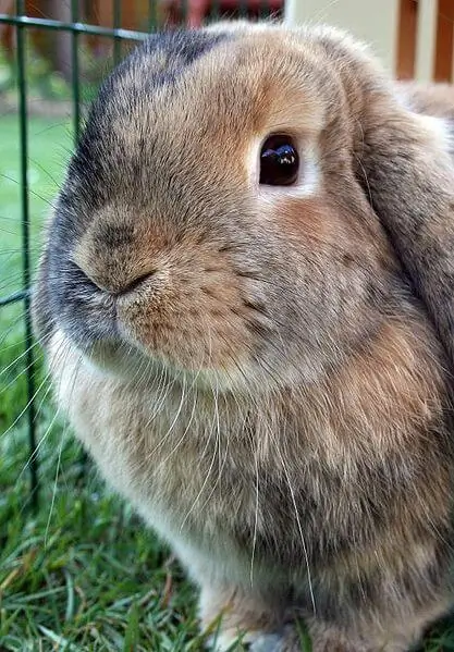 Mini lop