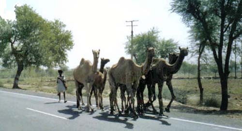 India camels