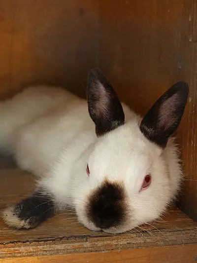 Californian_Rabbit