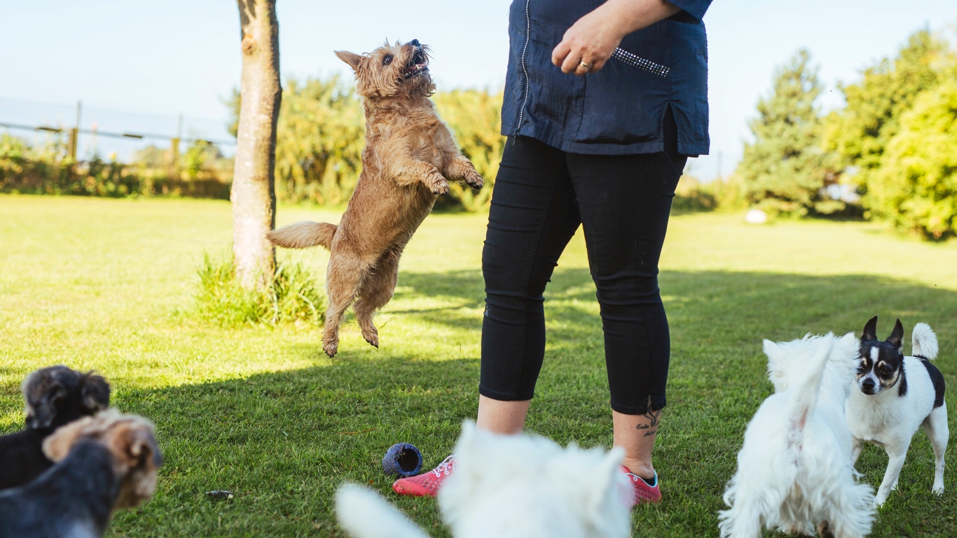 Disease Risks For People At Dog Social Events