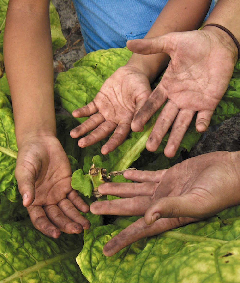 Children's hands on tobacco plant