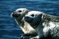 Two Seals against the blue sea