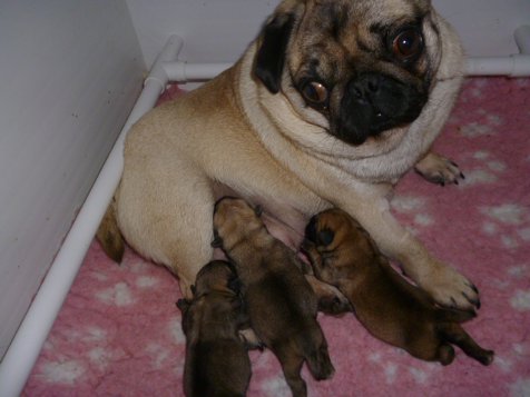 Grace looking after her pug puppies