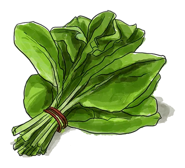 Illustration of a bunch of Spinach