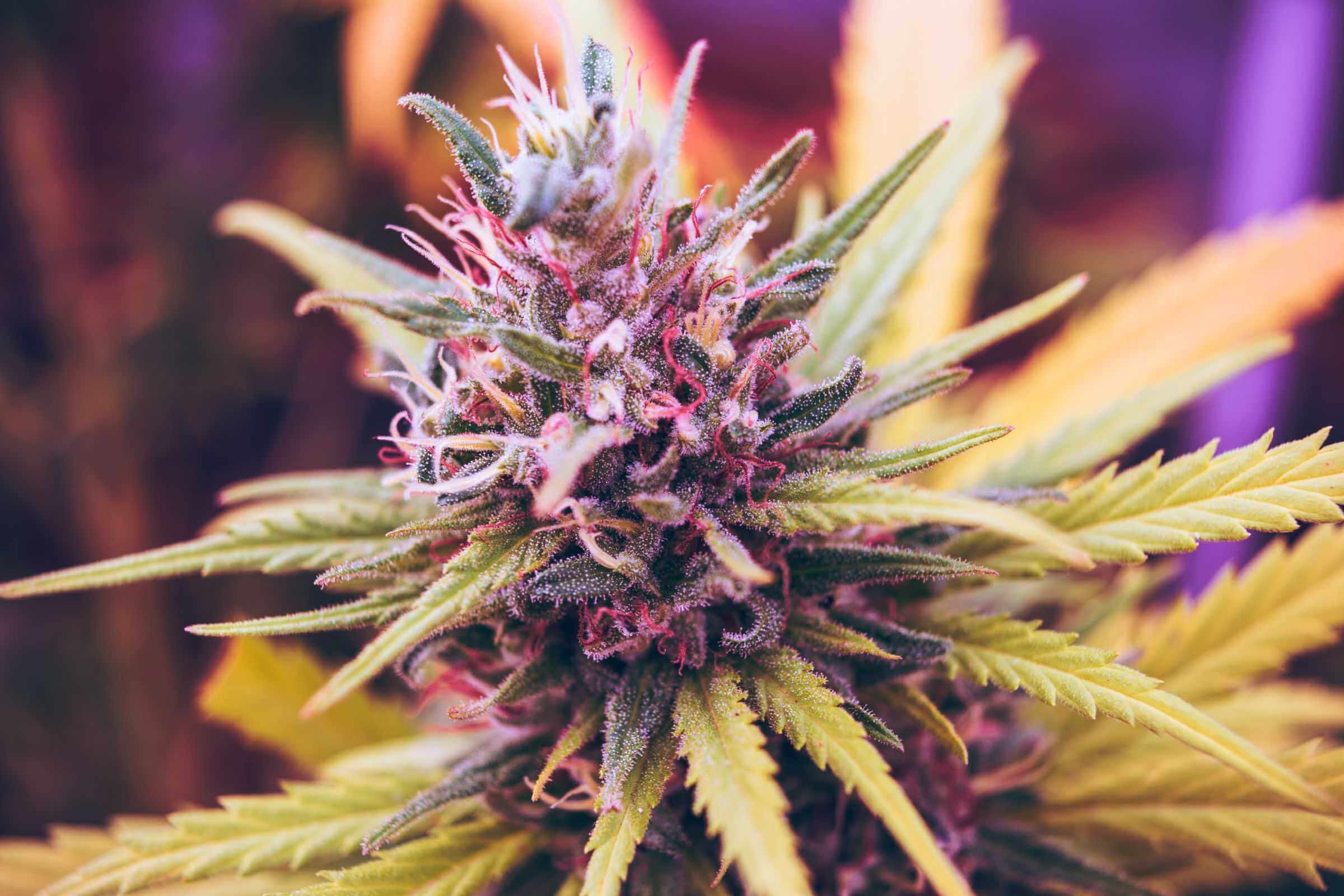Adult medical cannabis plant.
