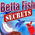 Betta Fish Secrets