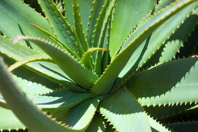 Magic Green - Air Cleaning Bedroom Plants
