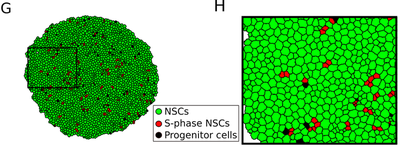 Model results as published by [Lupperger *et al.*](#reference) ([Figure S4G,H](https://doi.org/10.1371/journal.pbio.3000708.s004)). [*CC BY 4.0*](https://creativecommons.org/licenses/by/4.0/)