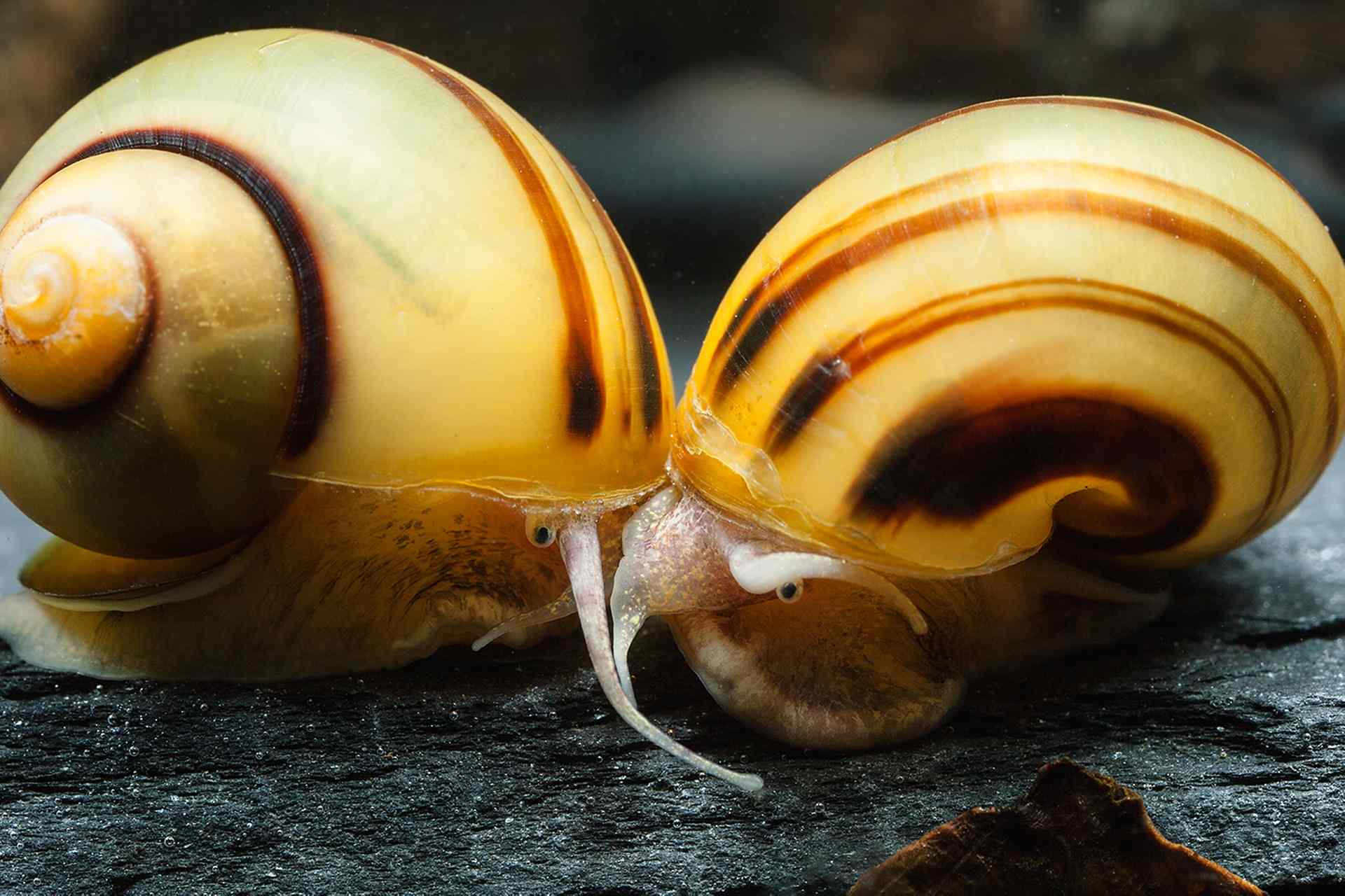 Golden Apple Snails