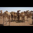 Somalia Camel Market 7