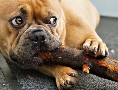 The Food's Gone: Here's Why Dogs Hide Food