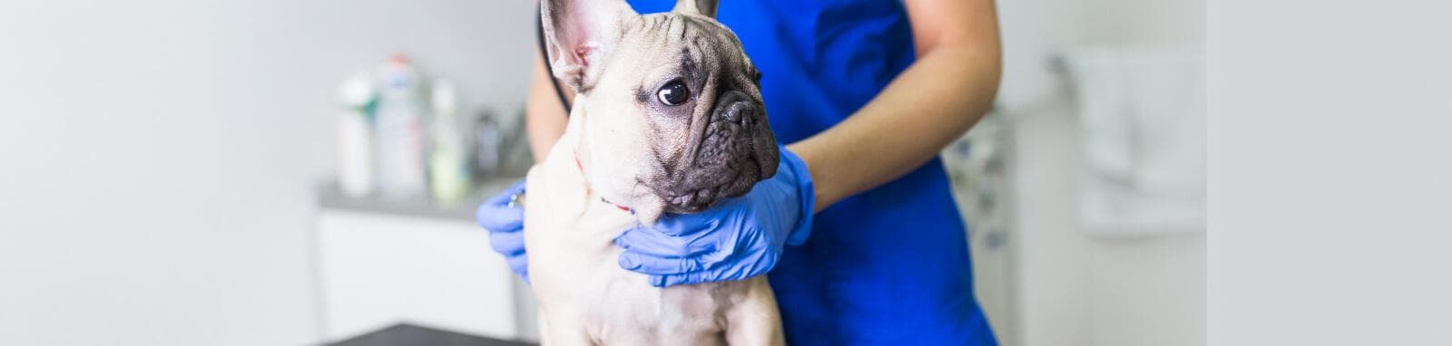Carroll Gardens Veterinary Group what to expect