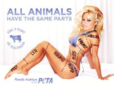All Animals Have the Same Parts