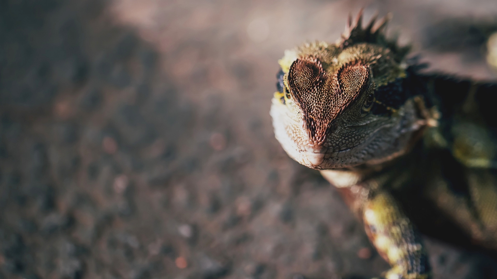 Are You Considering A Reptile Or An Amphibian?
