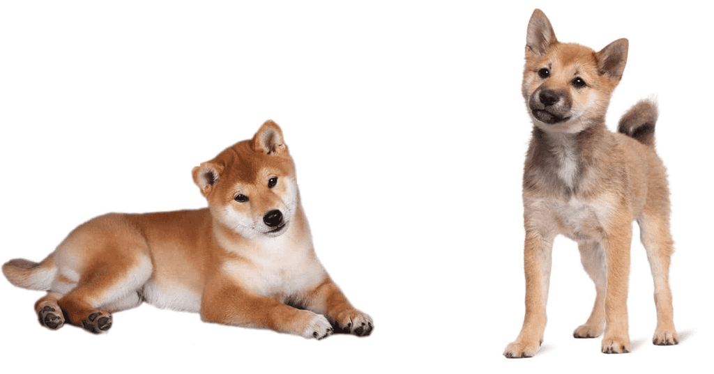 La differenza tra uno Shiba Inu di razza a sinistra e un cucciolo dell'est a destra