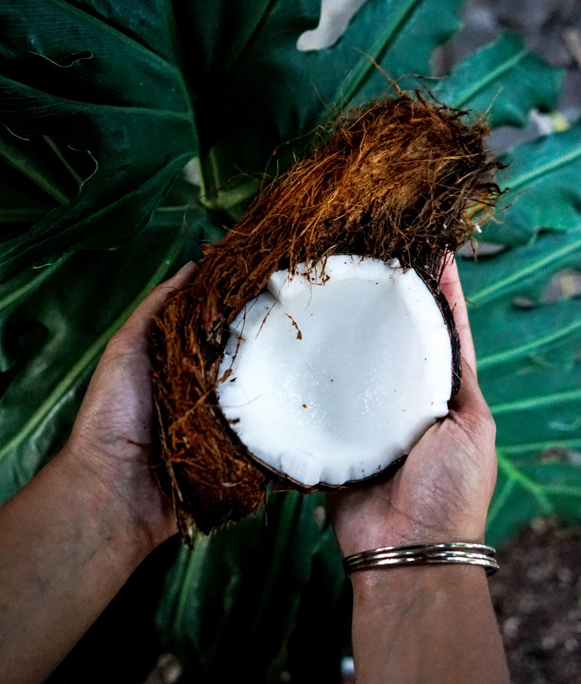 Noix de coco ouverte en deux partie.