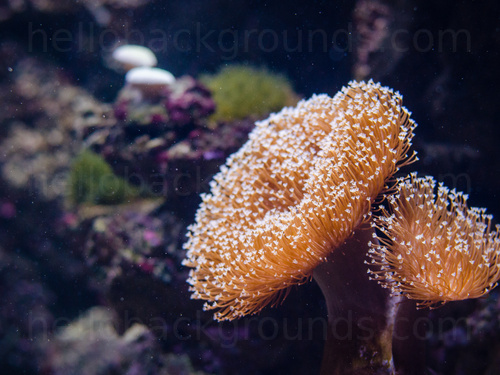 Underwater coral reef Zoom background